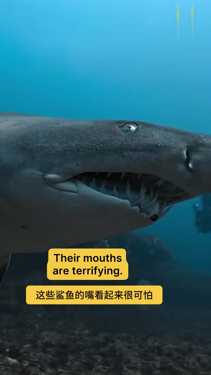 这鲨鱼，只是看起来凶