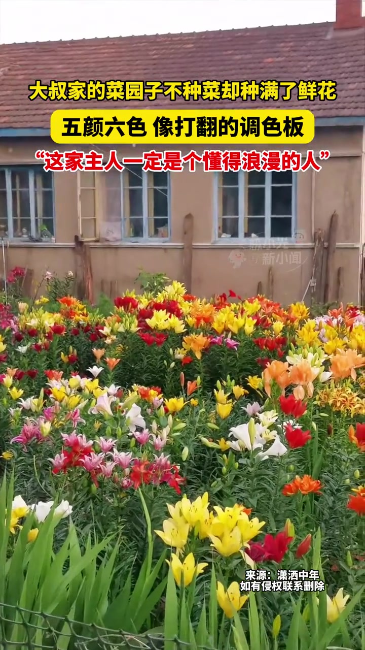7月13日黑龙江，大叔家的菜园子不种菜却种满了鲜花，五颜六色，像打翻的调色板，“这家主人一