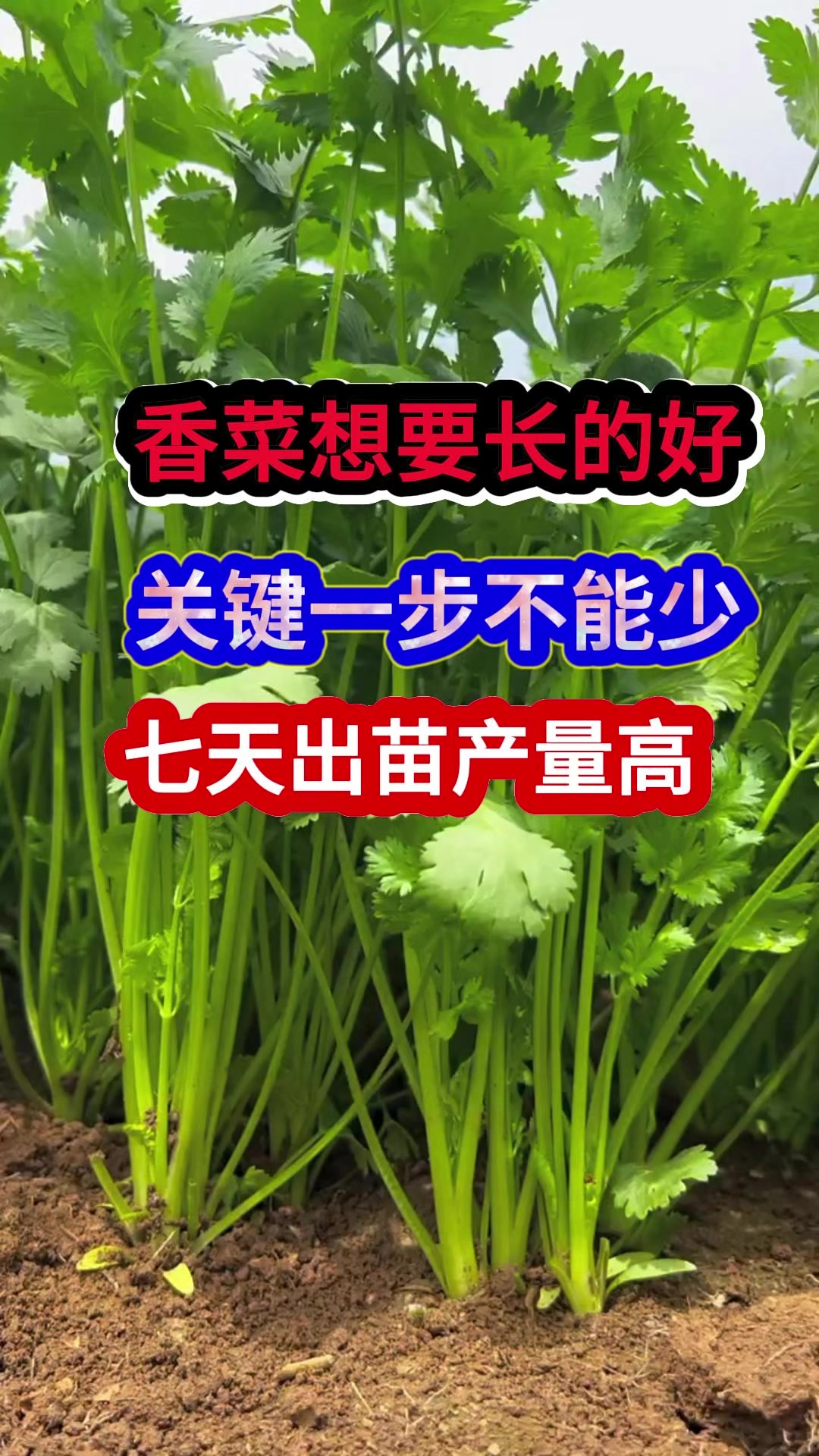 香菜想要长的好关键一步不能少七天出苗产量高