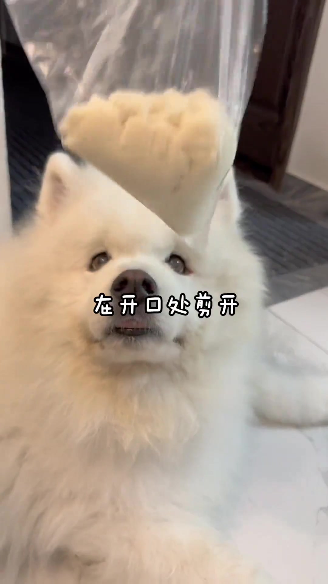 狗狗生日蛋糕教程，有手就会！