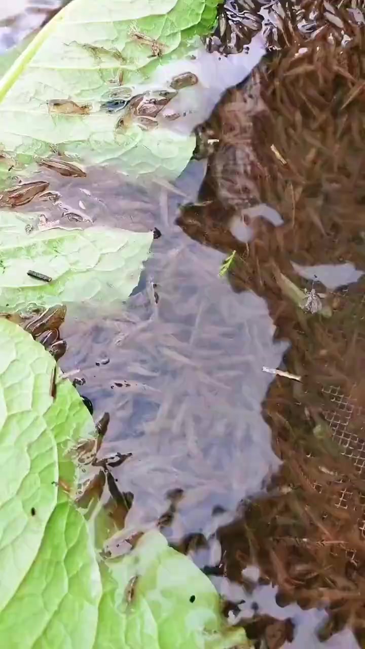 小河虾怎么做最好吃？江西人来告诉你