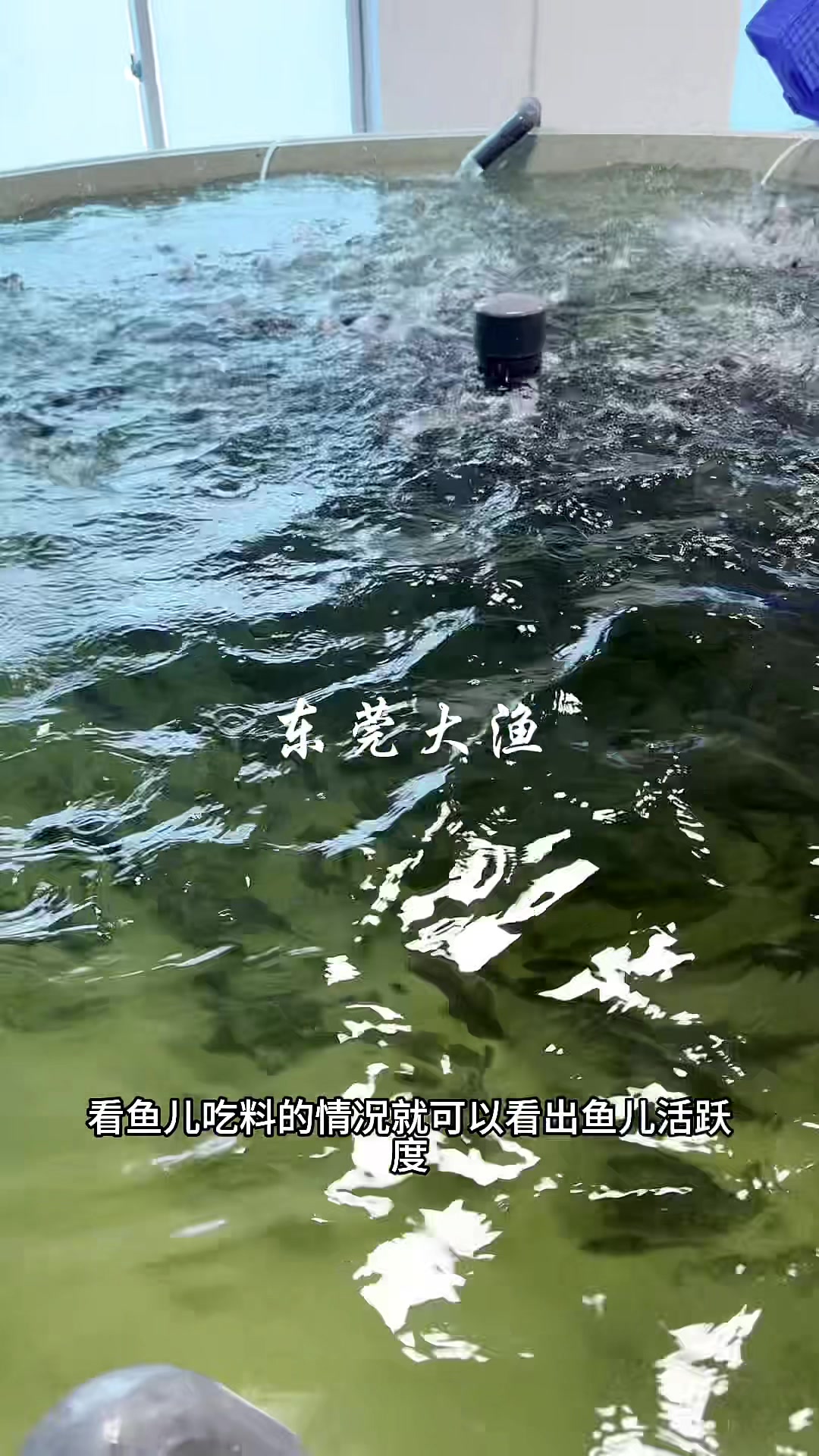 给加州鲈鱼喂食日记