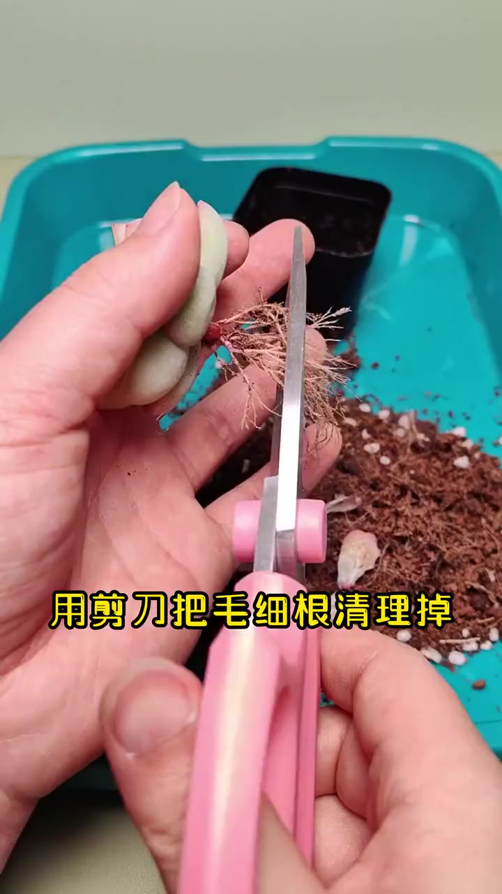 网购的多肉如何上盆，这个视频告诉你
