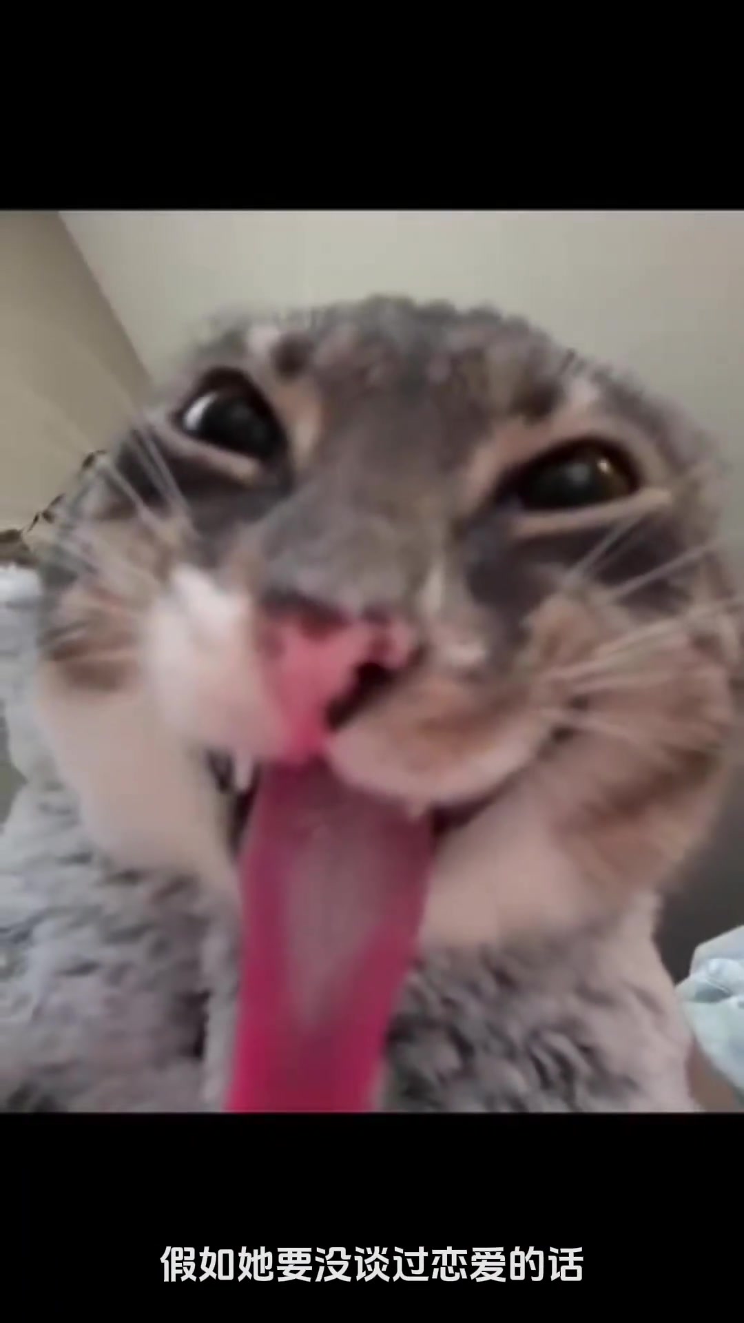 展示猫肝,猫咪表情包,哈基米猥琐猫meme