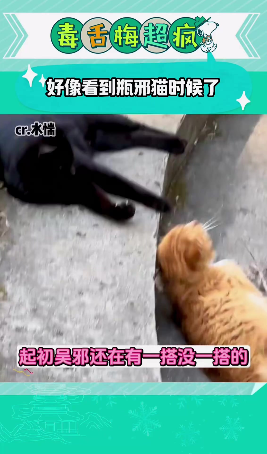 好像看到瓶邪猫时候了