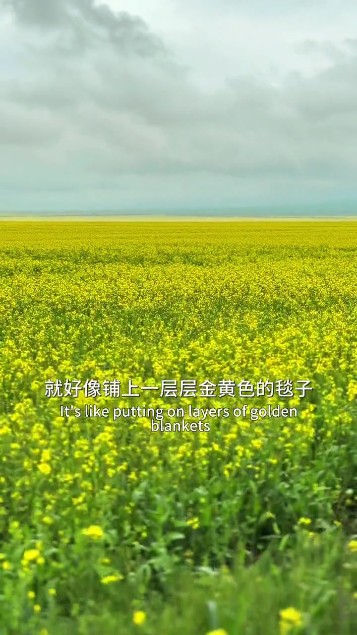 新疆之旅:门源县百里油菜花海