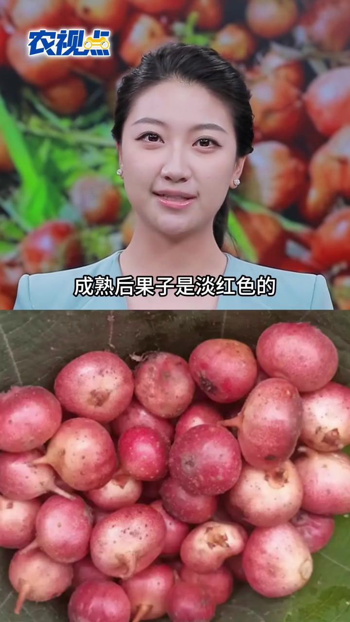 「最贵的水果,竟是童年的野地瓜!」你今年买过、吃过或者听说过的最贵的水果是什么?挂绿荔枝?