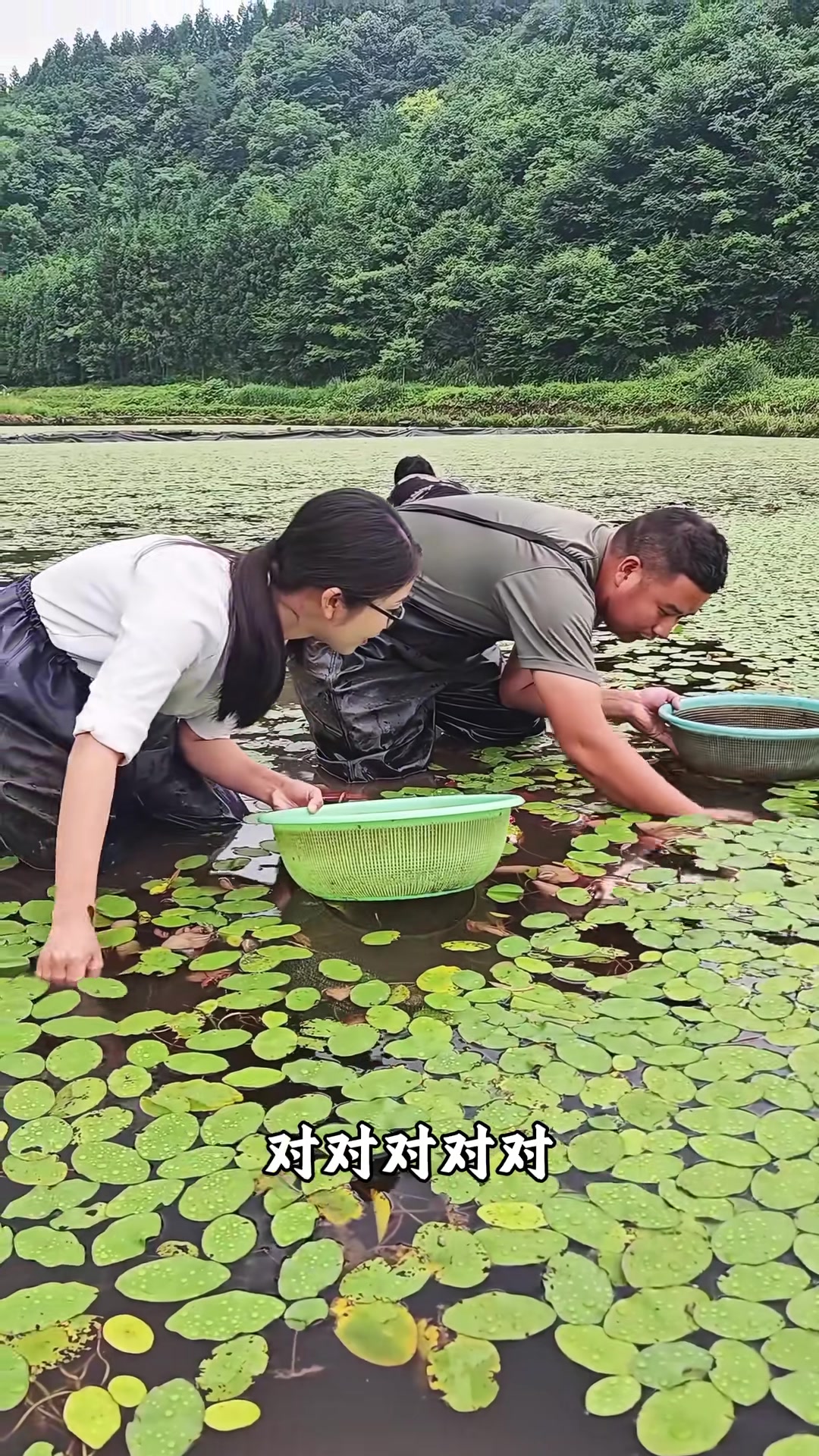 摘莼菜的乡村生活，星农人的手艺与日常