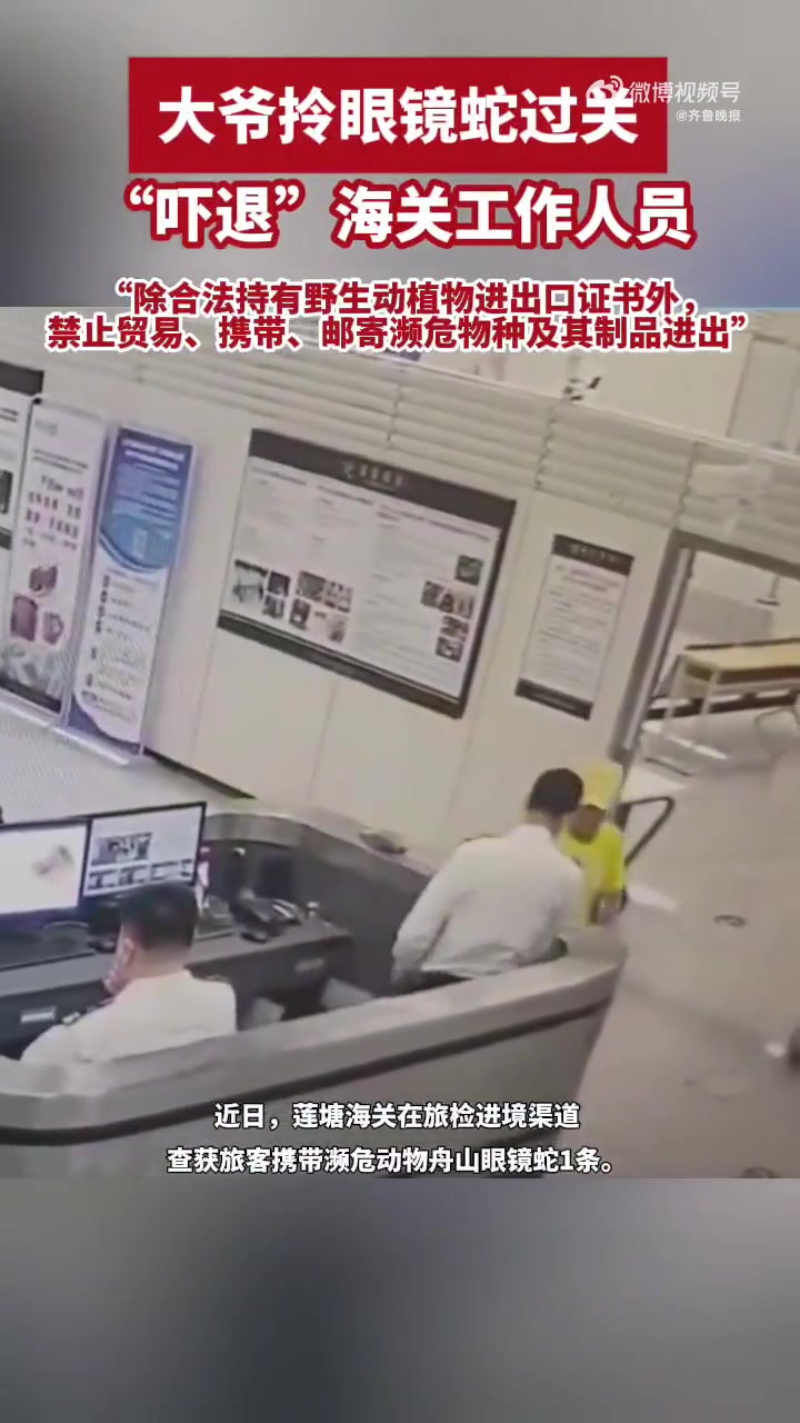 近日,莲塘海关在旅检进境渠道查获旅客携带濒危动物舟山眼镜蛇1条。当日,海关关员在对进境旅客