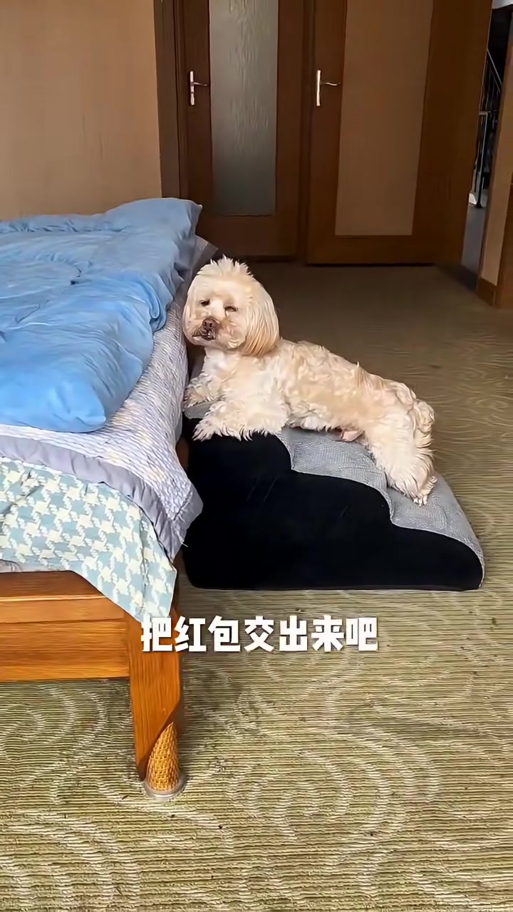 这只狗狗竟然成精了!