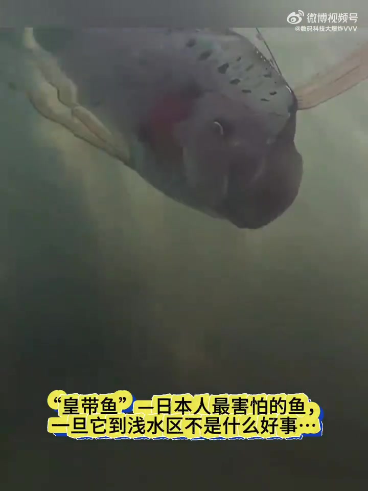 “皇带鱼”,日本人最害怕的鱼,一旦它到浅水区不是什么好事……