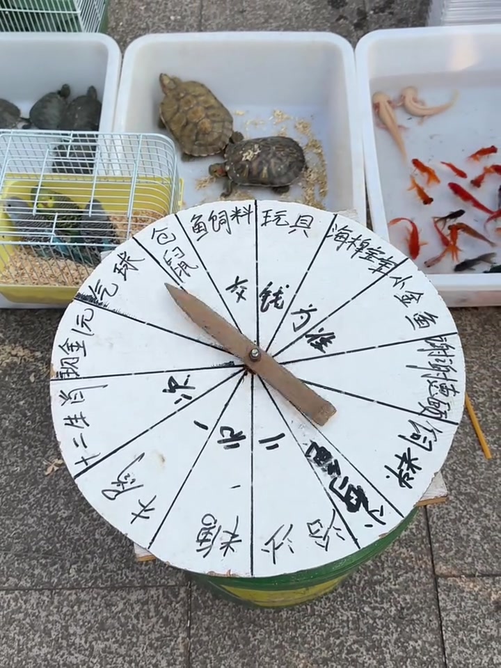 用40块来玩这个木棍转盘,看能不能转到乌龟和小金鱼以及小仓鼠!