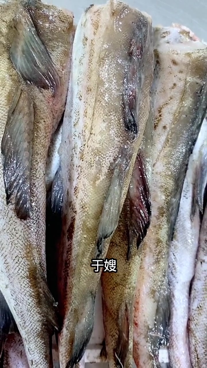 测评鳕鱼