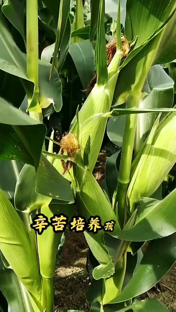 玉米生长过程