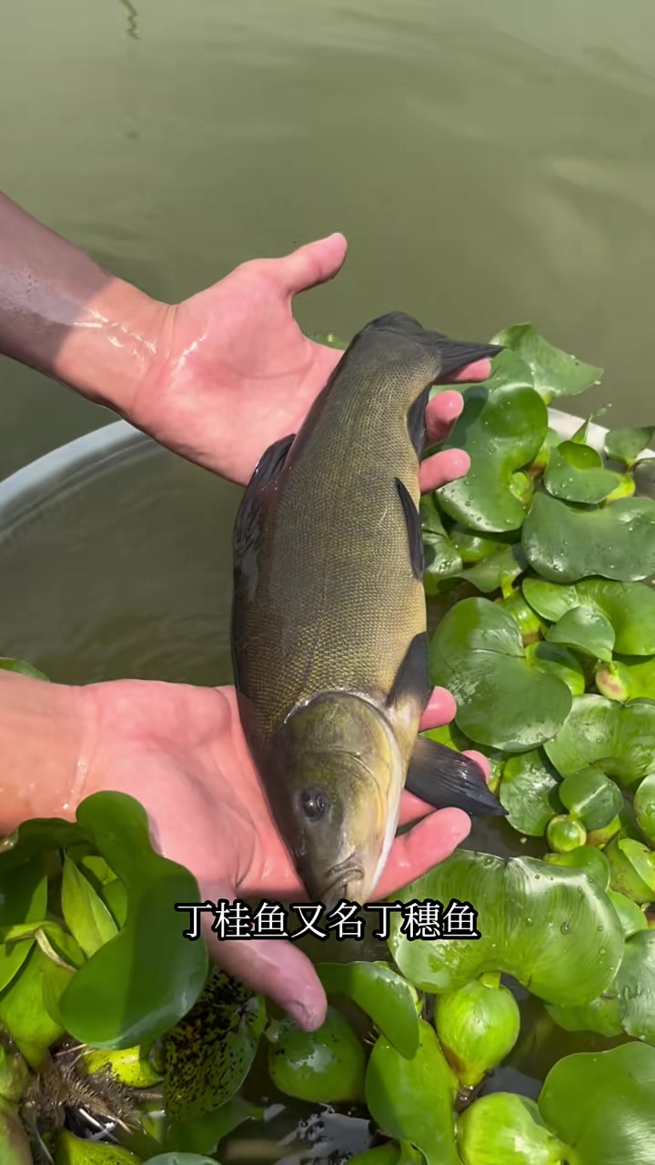 鲜嫩美味的丁桂鱼！