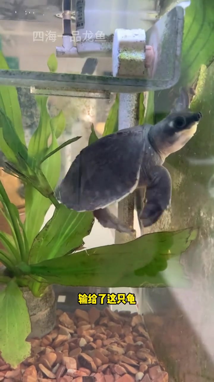 小猪猪拥有超治愈的外表 水族 观赏鱼