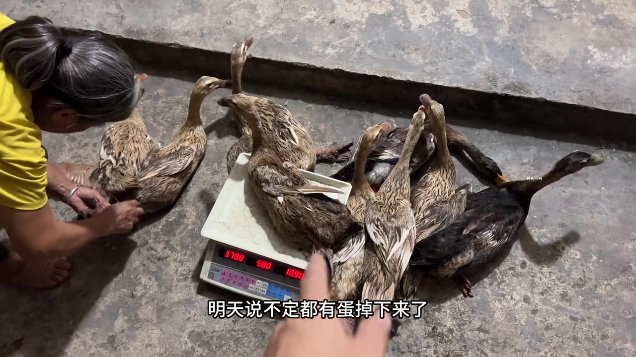 老板顶不住了,每天亏500元饲料钱,两年的蛋鸭卖掉止损