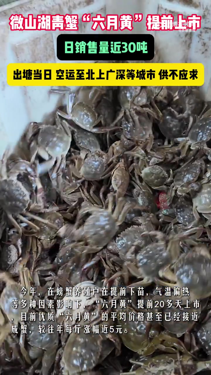 7月18日一早,山东省济宁市微山县农商物流园,新鲜出塘的青蟹“六月黄”被分类打包后,经空运