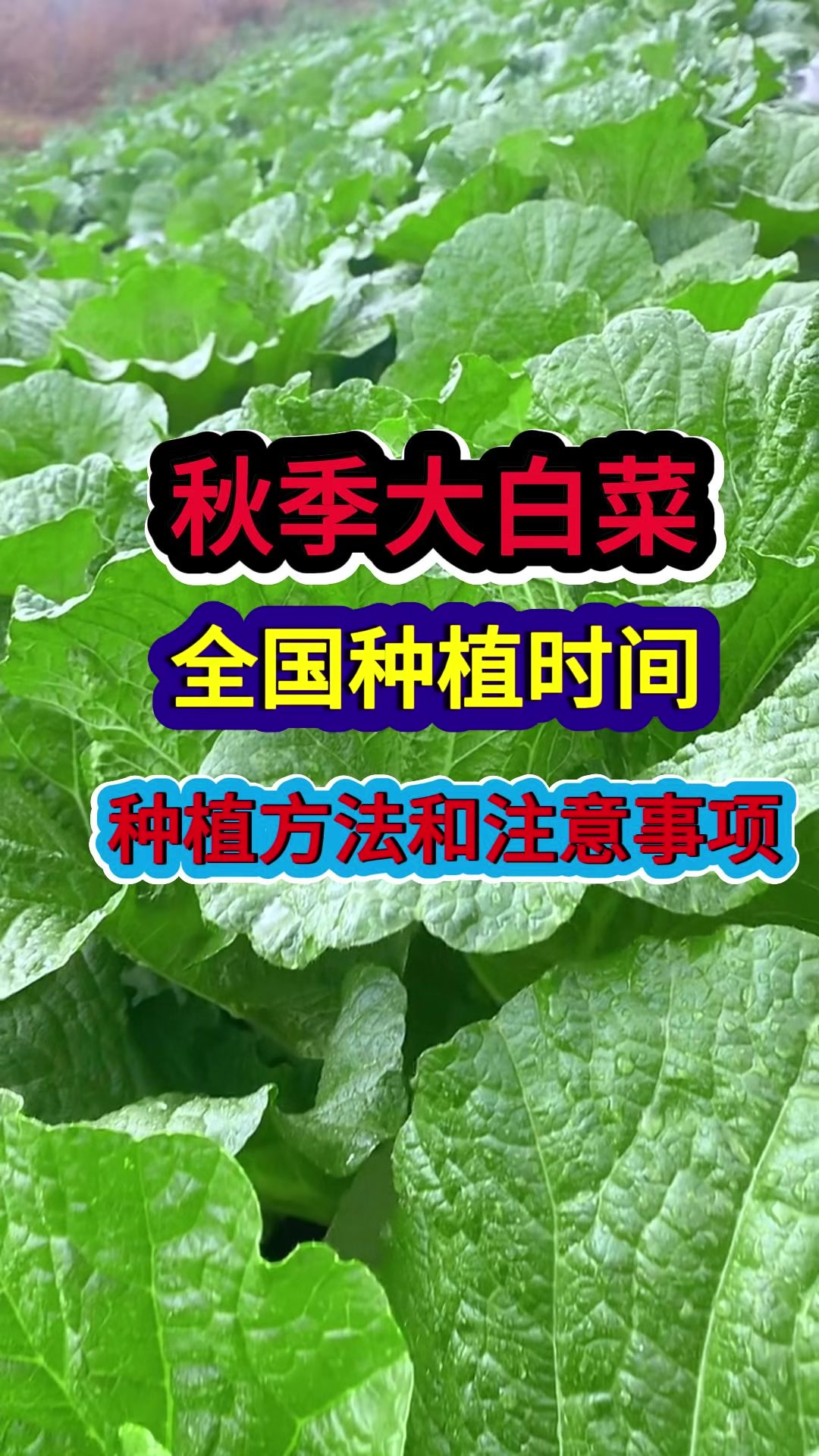 秋季大白菜全国种植时间种植方法和注意事项