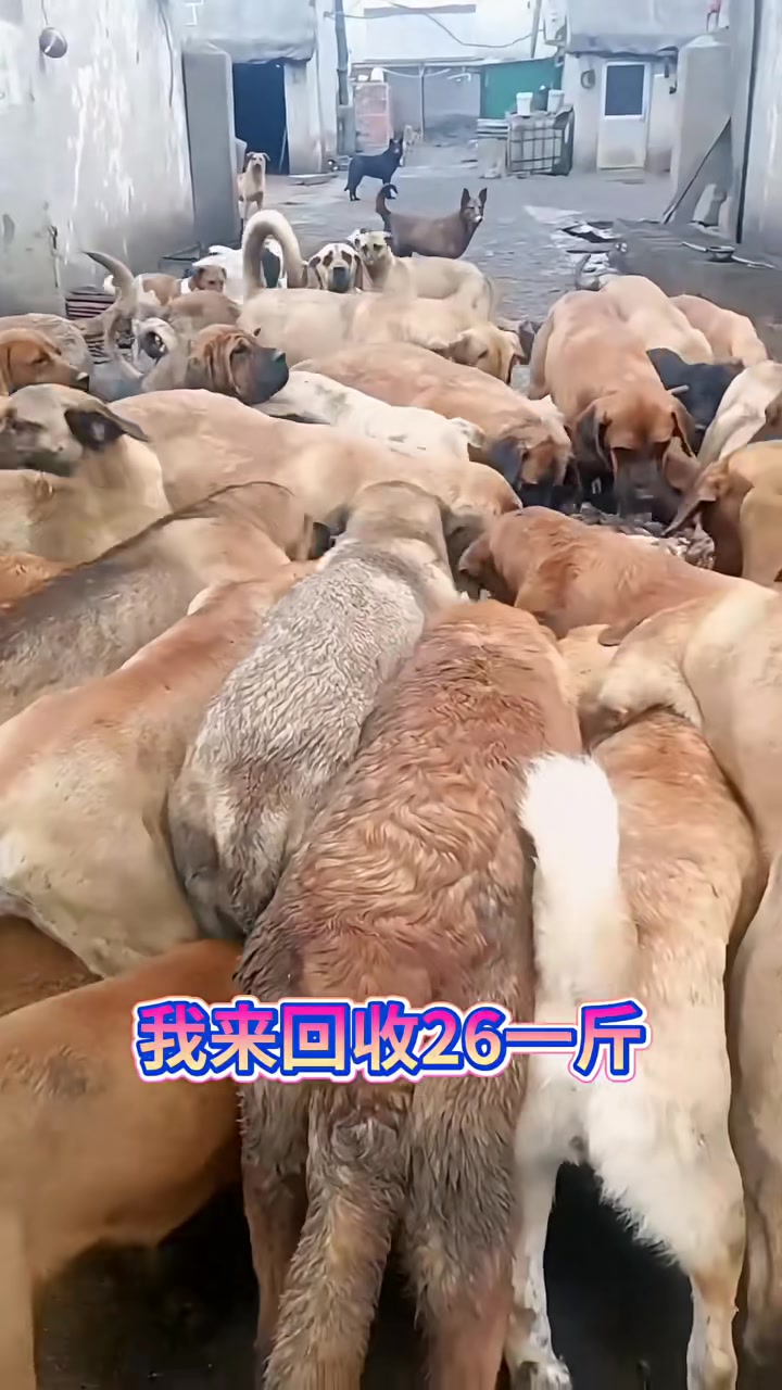 前景广阔的肉狗养殖！
