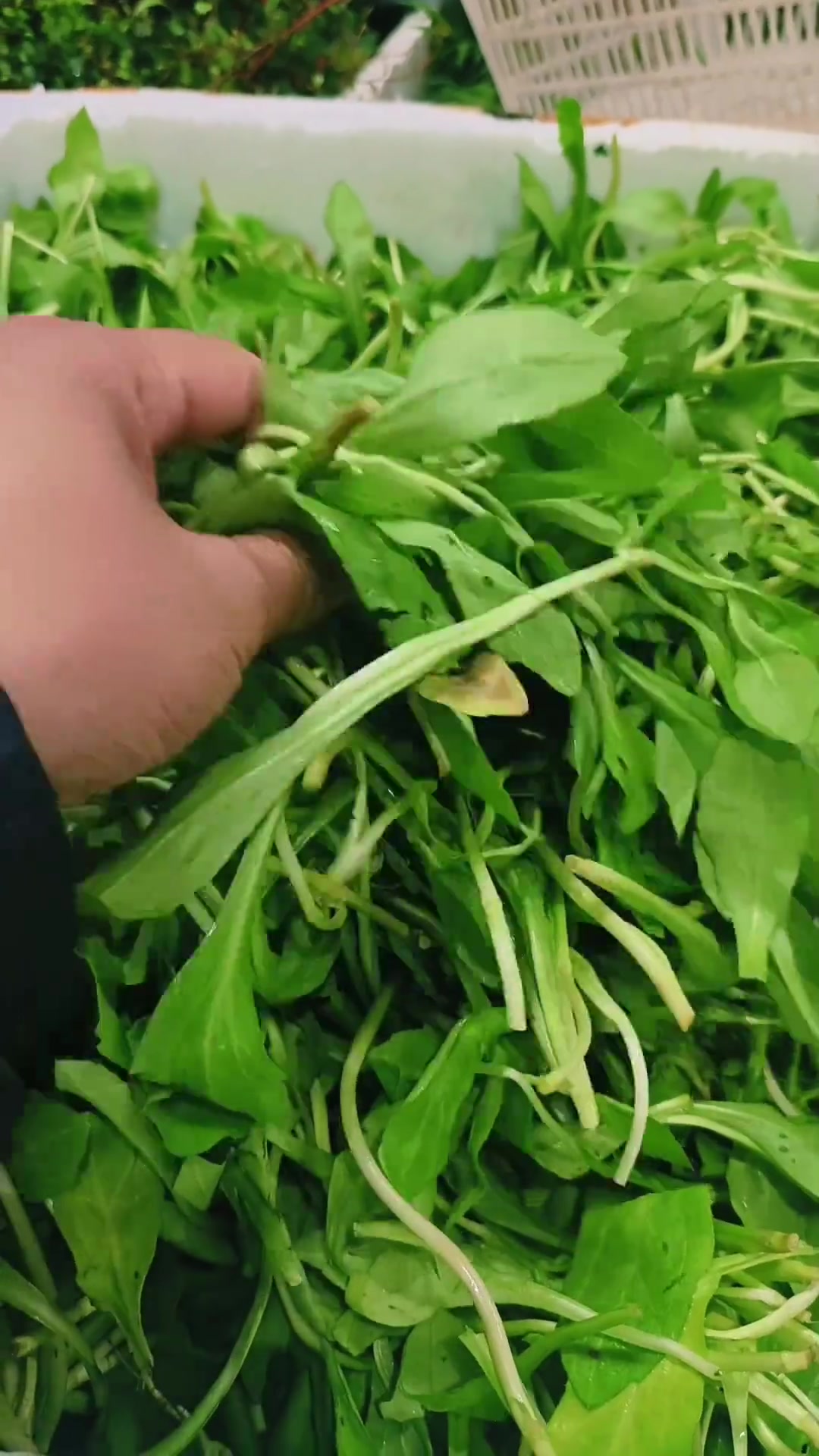 昨日发时令蔬菜，今为大家编辑好了菜名