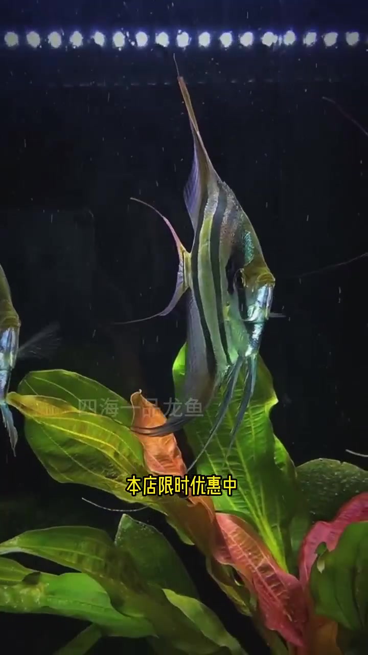 埃及神仙鱼
