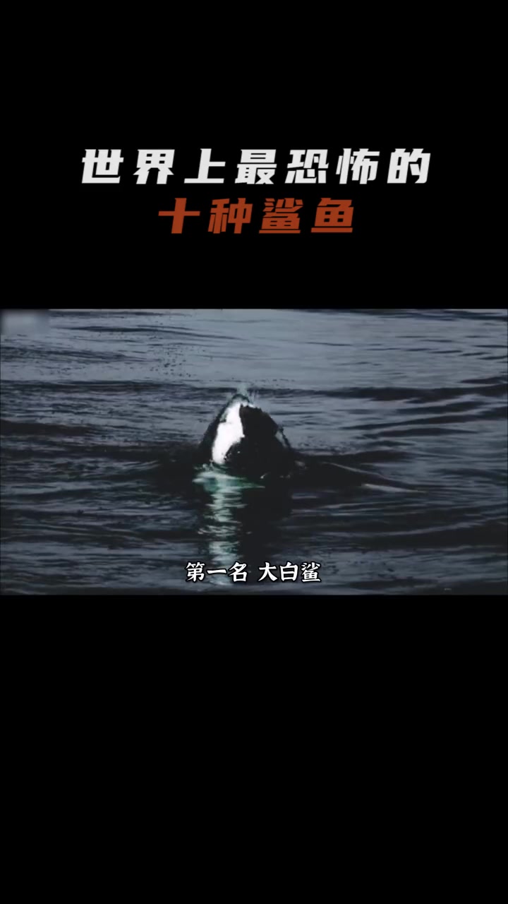 世界上最恐怖的十种鲨鱼，深海中的大魔王，一个比一个恐怖！