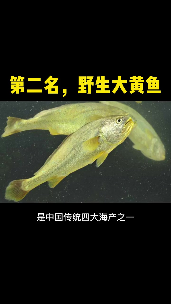 世界上最贵的10种海鱼