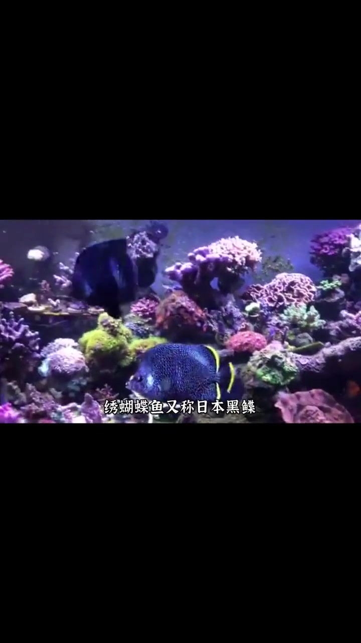 世界上最贵的十种海鱼