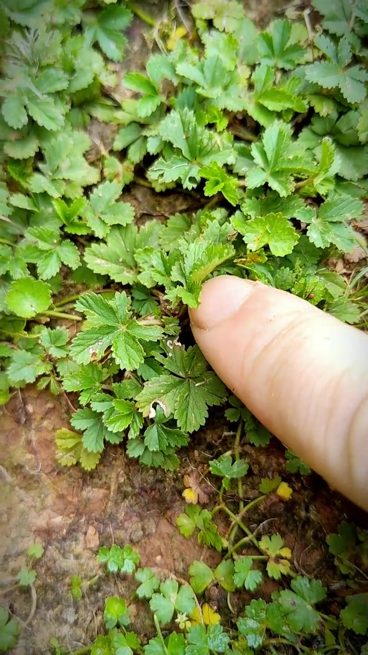 蛇含委陵菜又叫五爪龙、五皮风，同属的还有匍匐委陵菜