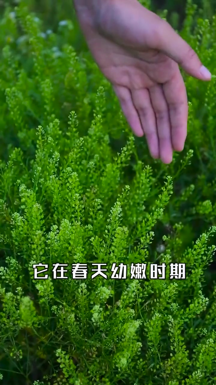 独行菜，开花结果就暴露的假荠菜，你一定见过！