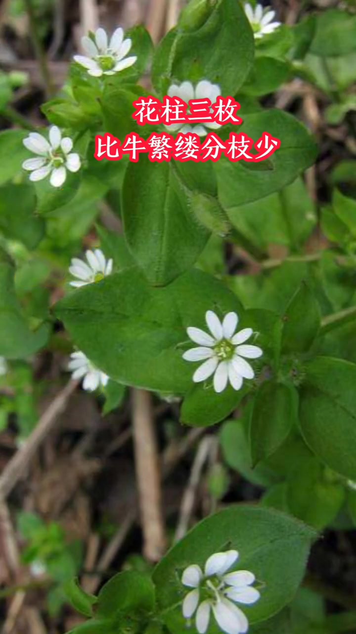 麦田二十种野菜，您吃过几种？