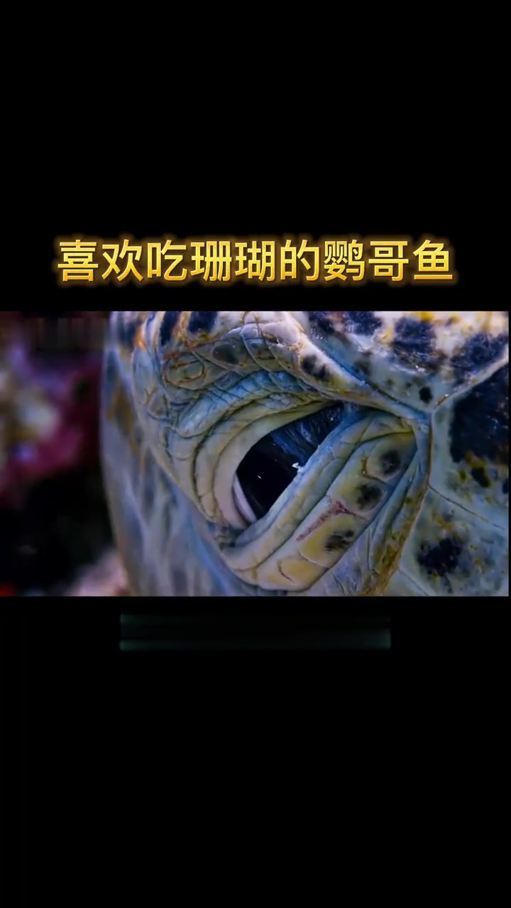 第19集｜喜欢吃珊瑚的鹦哥鱼