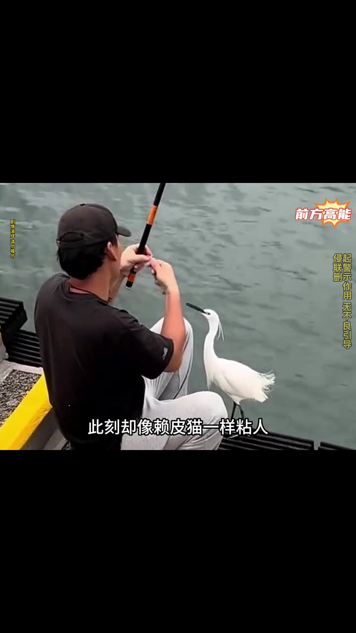 这只白鹭也太贪吃了