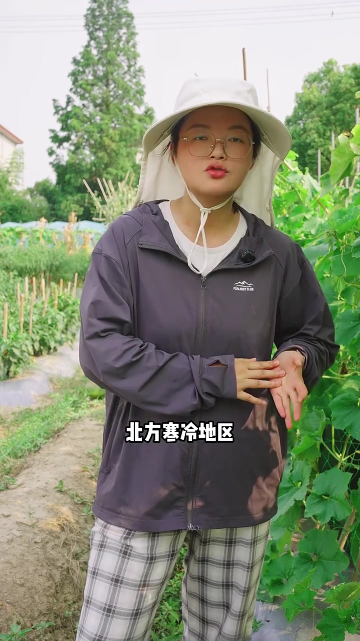 三伏天适合种植的蔬菜有哪些，推荐耐高温品种