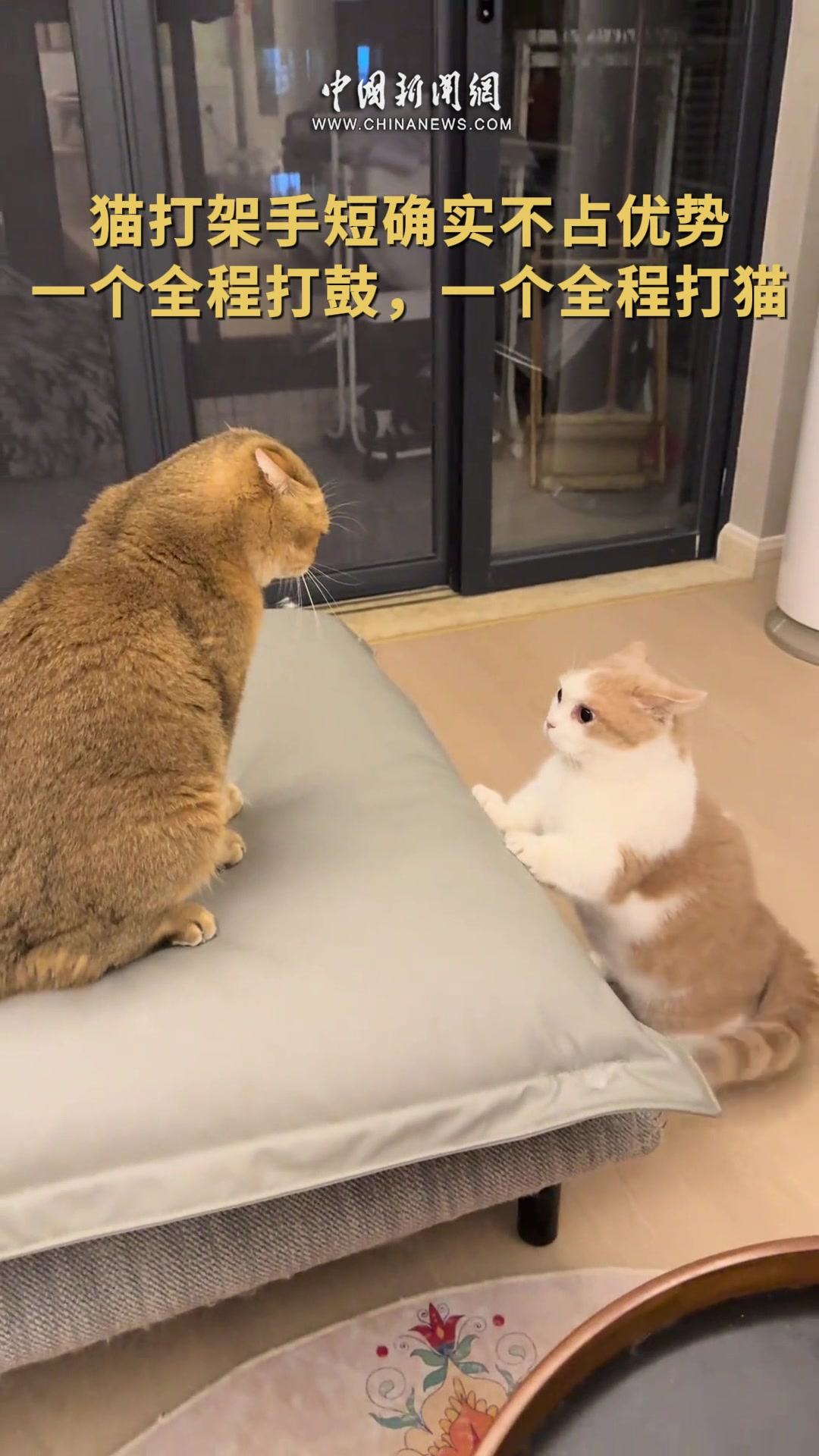近日，有网友发布了家中两只猫猫打架的视频，一个全程打鼓，一个全程打猫，小短腿气得直摇尾巴。