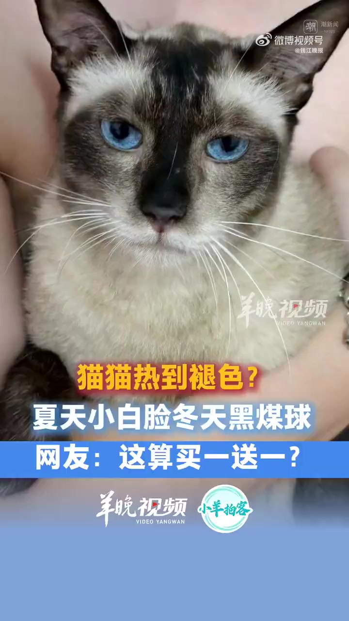 「天太热我家猫开始褪色了」夏季入伏,网友王先生发现自家的暹罗猫竟“褪色”变白了!别激动,这
