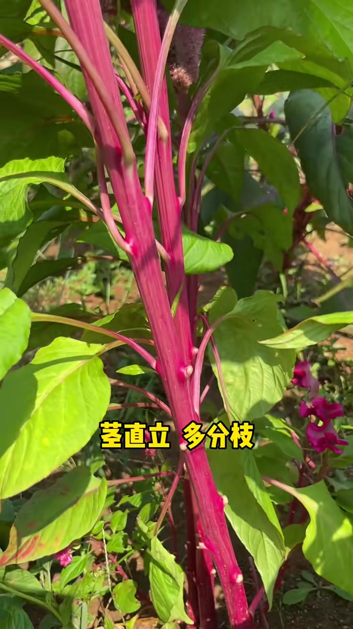 大名鼎鼎的鸡冠花你见过