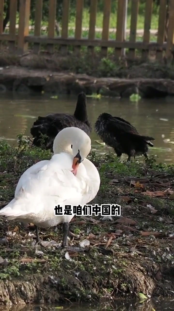 大天鹅和小天鹅的区别，你难道还以为是一个大一个小吗？