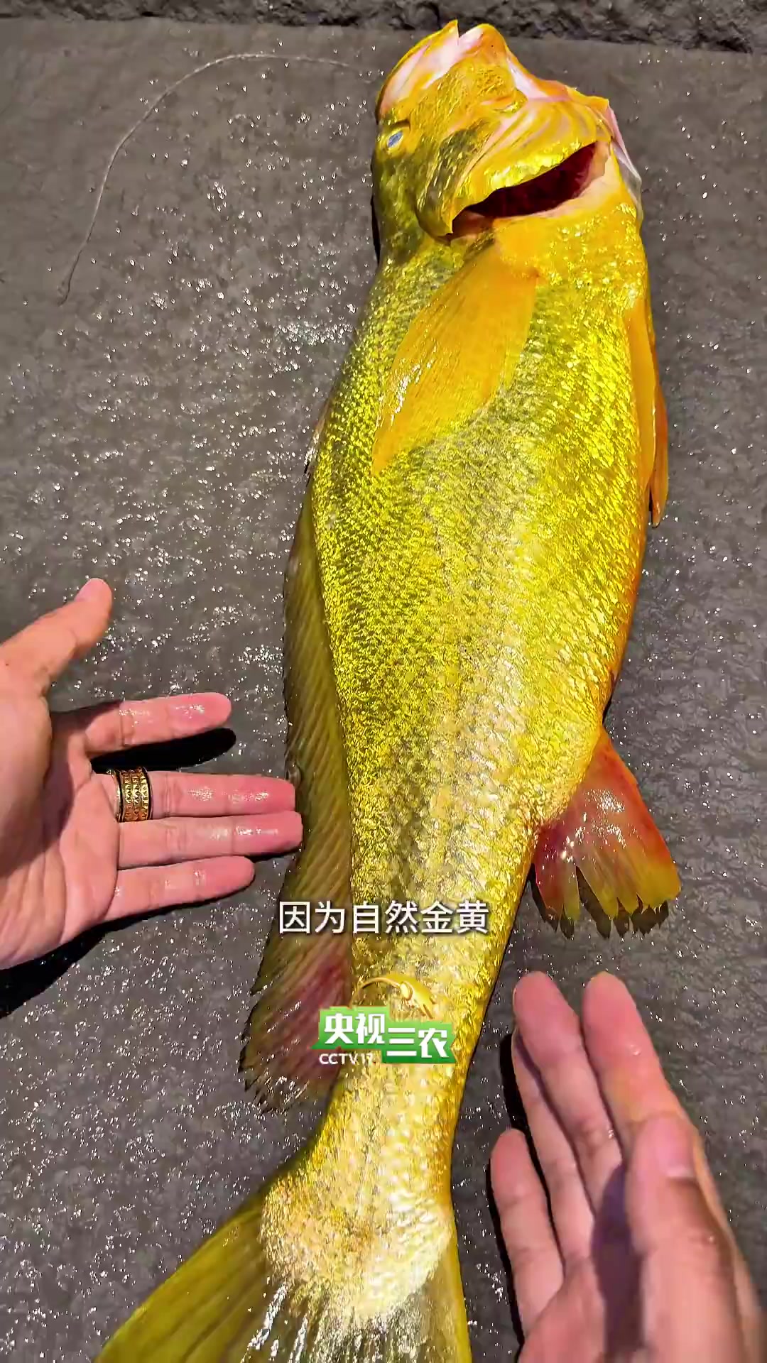 大黄鱼 不是越黄越好
