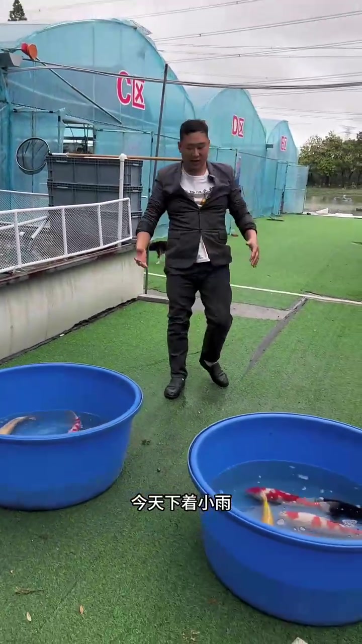 嘉兴，渔场给平湖鱼友挑，五吨水养13尾漂亮的锦鲤鱼