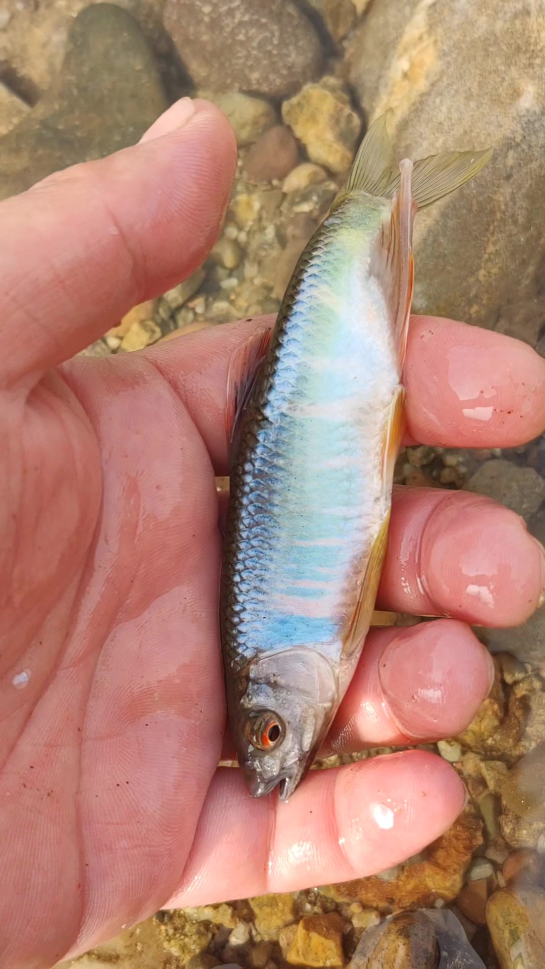 当婆娘叫我去买鱼做古法鱼缸,不料事情渐渐失控