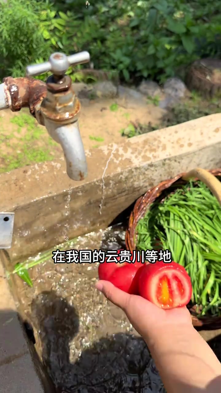 今天来外婆家打洋芋糍粑了,糍粑对家乡人来说不仅是一道美食,也是一种情感的寄托和家乡的味道!
