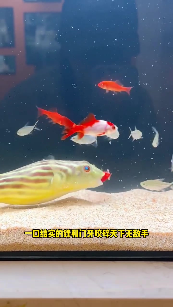盘点价格不超两位数的中大型观赏猛鱼 水族 观赏鱼