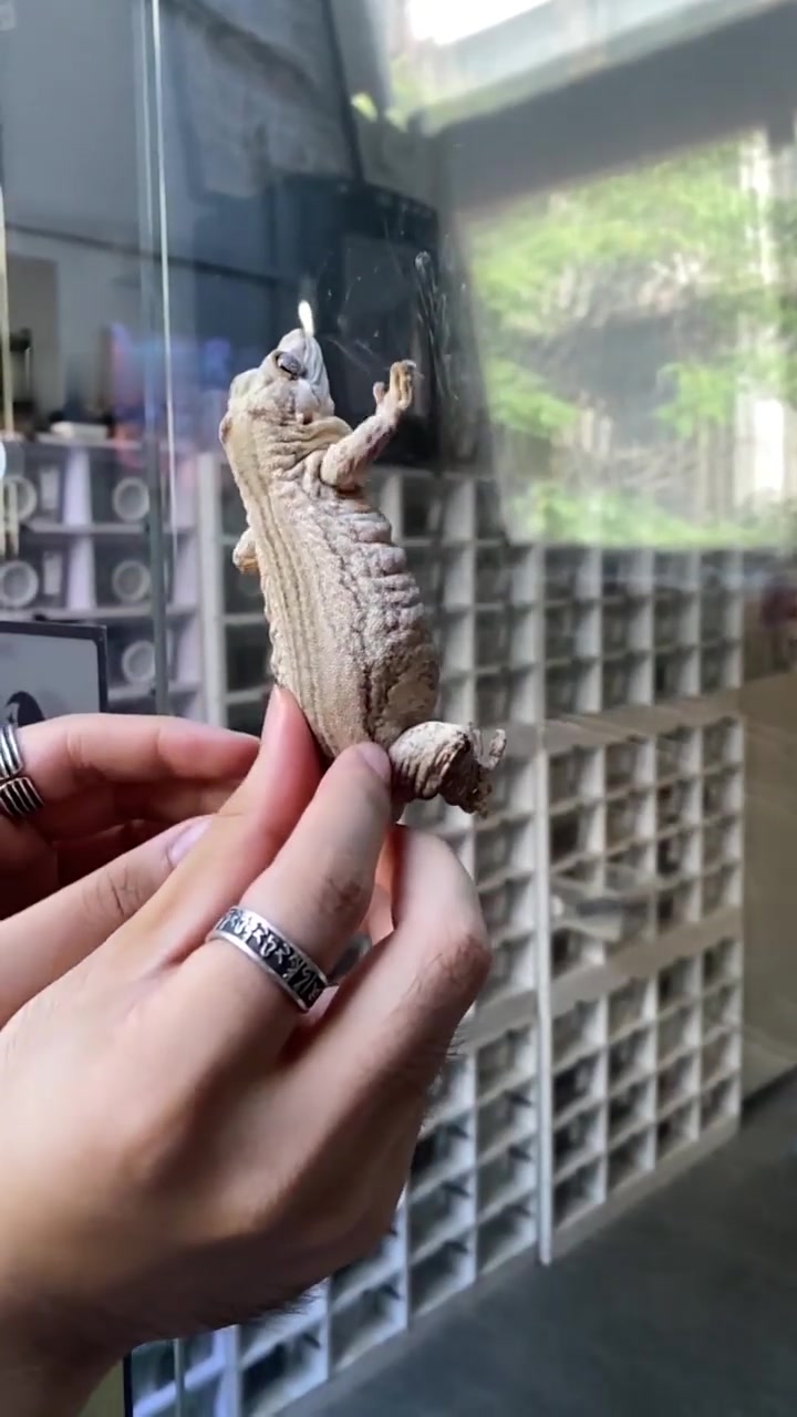 睫角的老乡是一只迷你小鳄鱼？