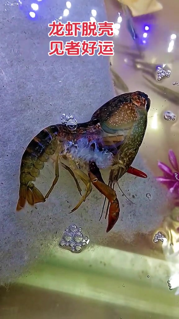 延时拍摄龙虾脱壳全过程，见证自然的奇妙瞬间