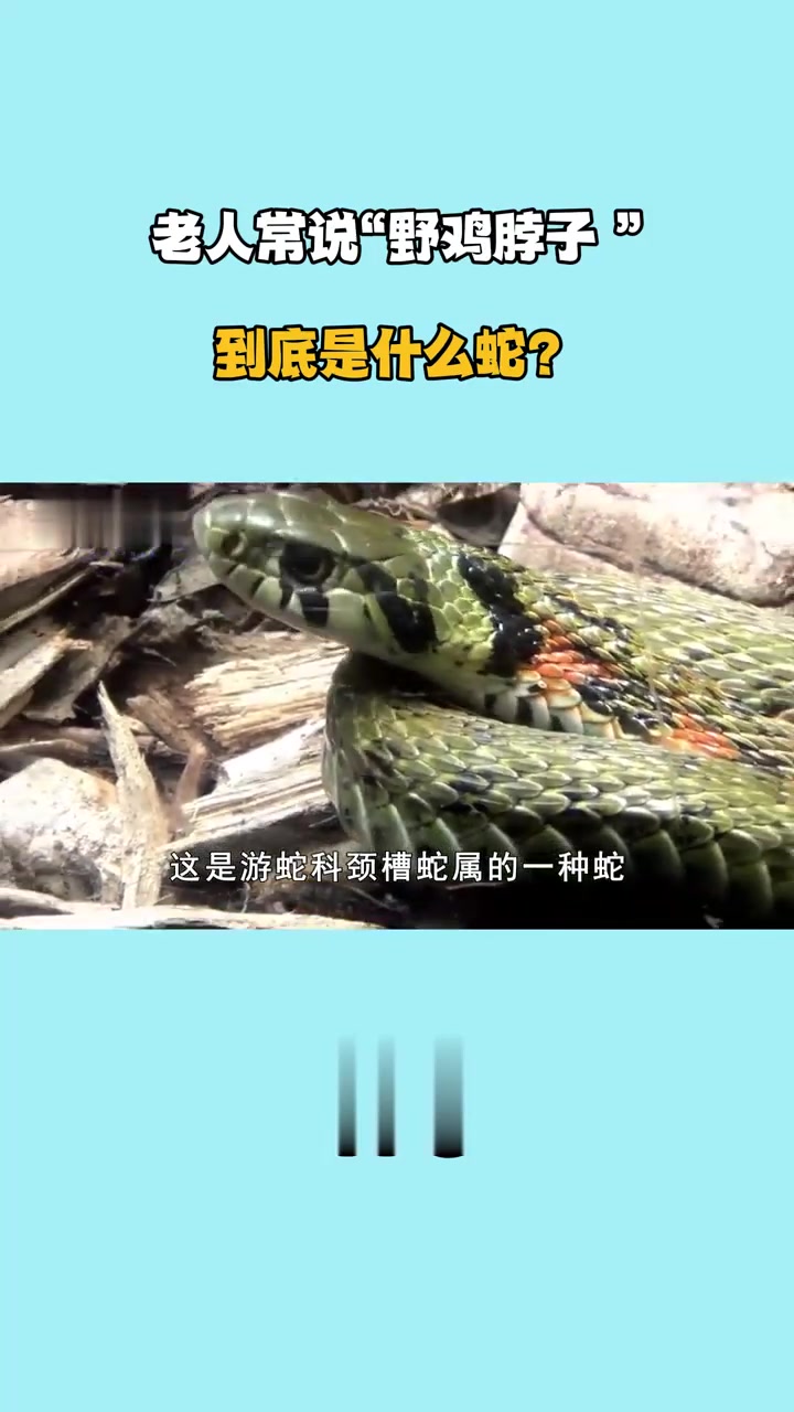 老人常说野鸡脖子到底是什么蛇？它是有毒还是无毒？