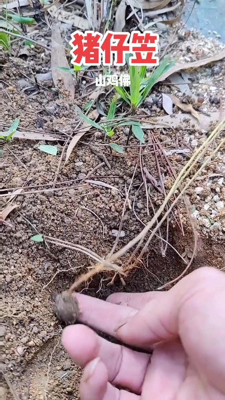 潮汕叫山鸡佛鸡头薯