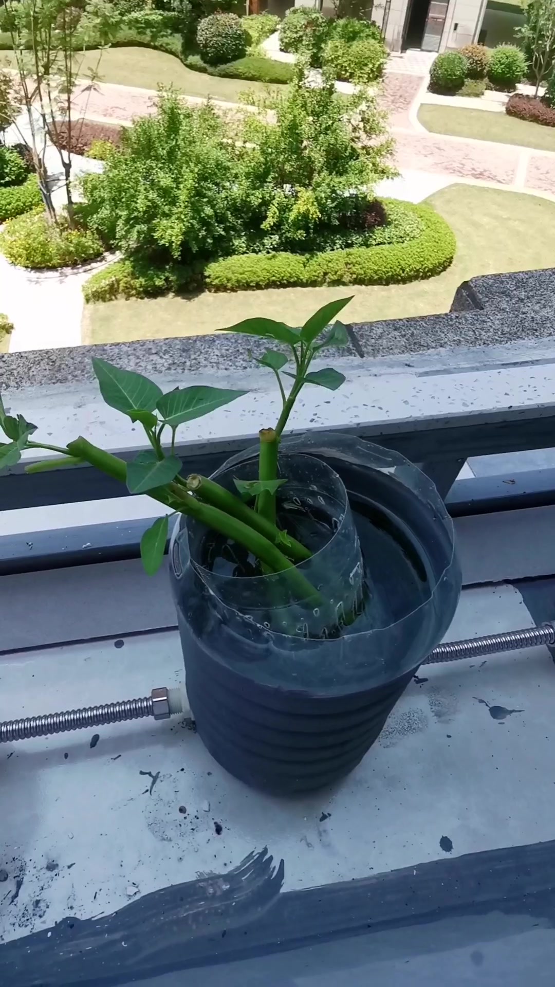 在家制作小型鱼菜共生系统 第一集