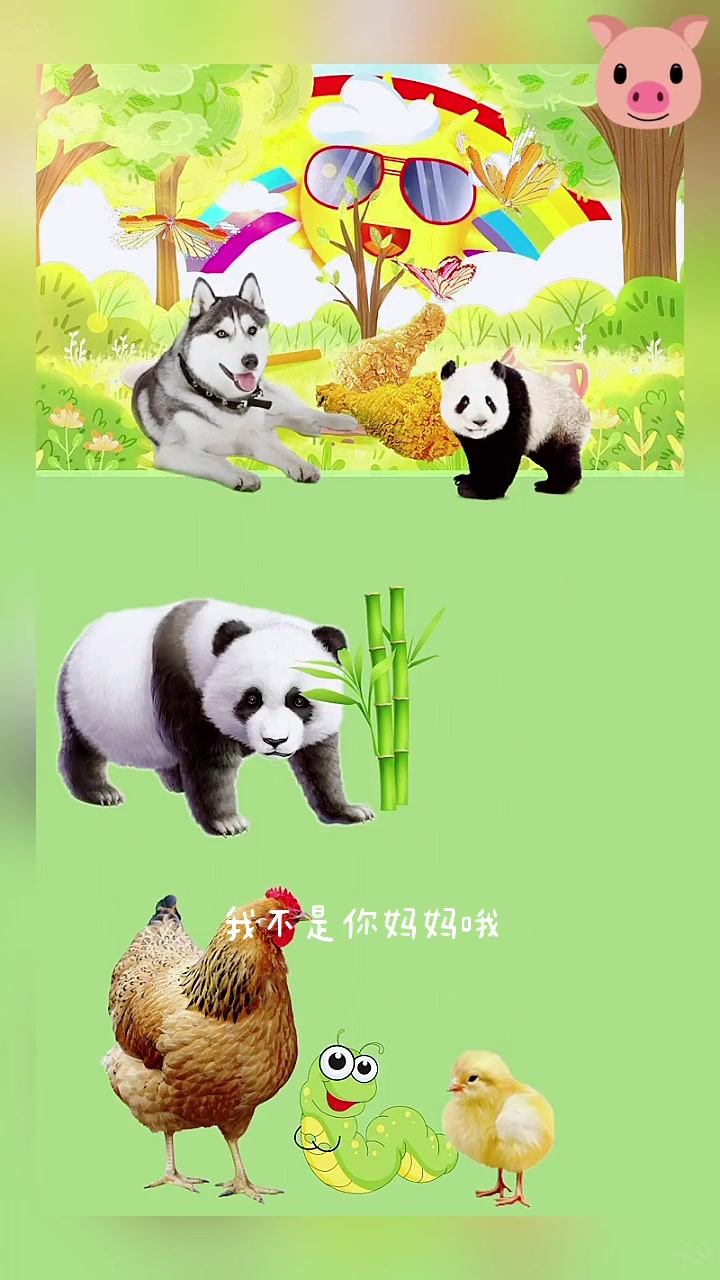 小鸡找妈妈过程超暖心